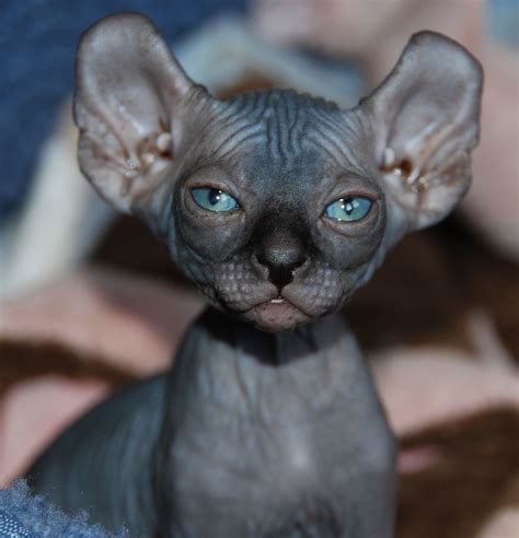 Sphynx cat near me - Annie's Sphynx Cattery offers beautiful Sphynx cats and hairless kittens for sale. Show quality TICA Sphynx kittens available. Our 'hairless cats' are of premium quality and exhibit the super affectionate temperament common of the breed. Come see our available kittens and prepare to fall in love.